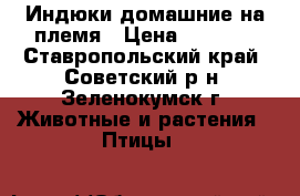 Индюки домашние на племя › Цена ­ 1 800 - Ставропольский край, Советский р-н, Зеленокумск г. Животные и растения » Птицы   